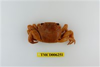 藏品(中型東方蟹)的圖片